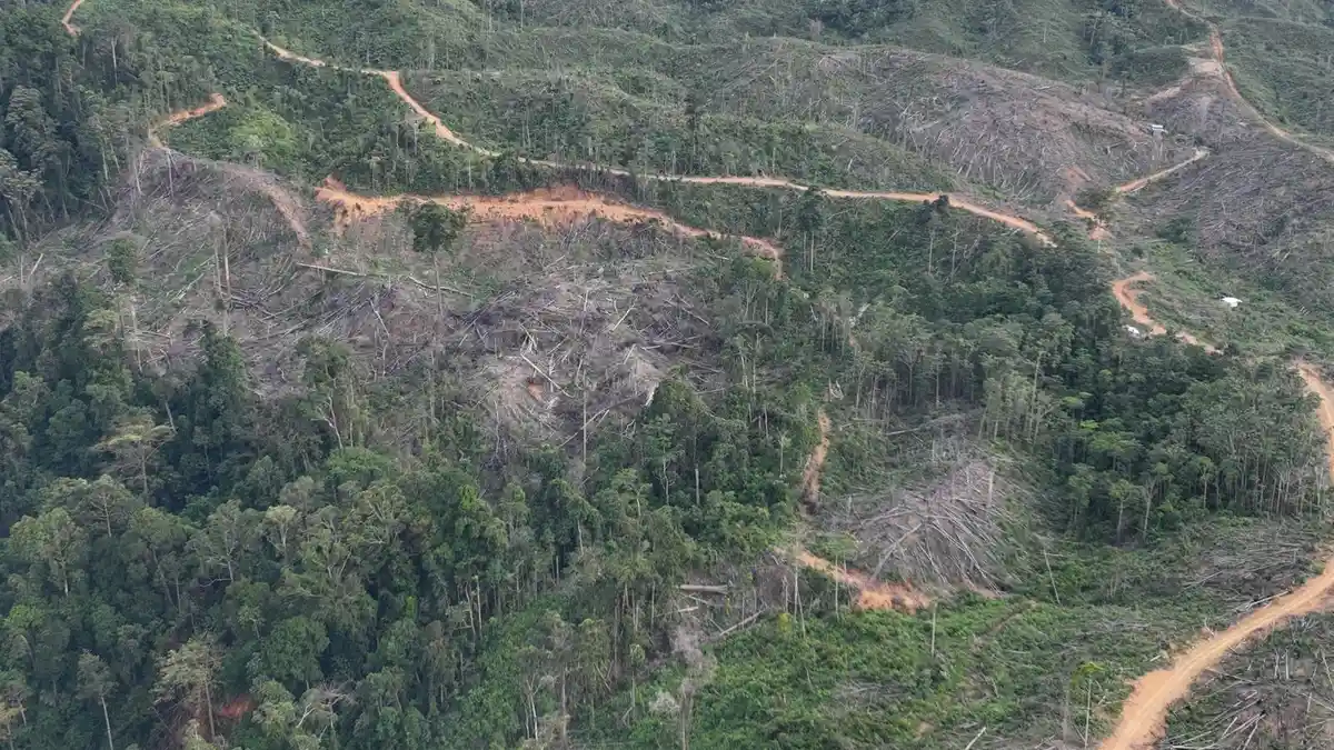 Aktivis lingkungan dan masyarakat sipil mendesak pemerintah untuk mencabut izin konsesi perusahaan di Bentang Alam Seblat demi menyelamatkan habitat gajah Sumatera dan memulihkan fungsi ekologis kawasan.