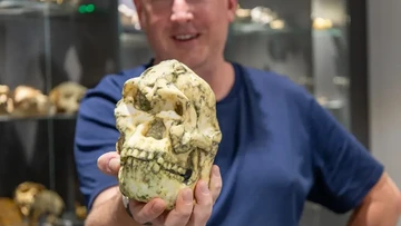 Analisis terbaru pada fosil Little Foot mengungkap perbedaan morfologis yang bisa menunjukkan spesies hominin baru.