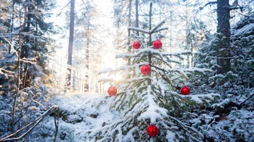 Pohon cemara dan pinus bisa tetap hijau meski daunnya banyak yang gugur karena serangkaian adaptasi biologis